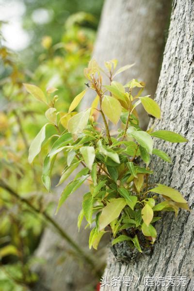 有香味的樹|芳香不是花的專利，這8種樹木也芳香怡人，適合種植